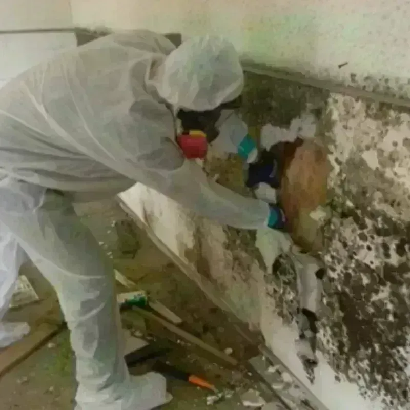 Mold Remediation and Removal in Los Osos, CA